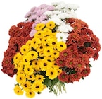 Chrysanthemen Santini im Angebot bei REWE in Königswinter Chrysanthemen Santini Angebote bei REWE Königswinter für 3,49 €