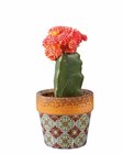 Cactus fleuri en promo chez Lidl Quimper à 4,99 €