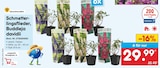 Schmetterlingsflieder, Buddleja davidii im Netto Marken-Discount Prospekt Schmetterlingsflieder, Buddleja davidii von bienenfreundlich im aktuellen Netto Marken-Discount Prospekt fĂŒr 29,99 âŹ