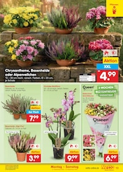 Zimmerpflanzen im Netto Marken-Discount Prospekt in Potsdam Aktueller Netto Marken-Discount Prospekt mit Zimmerpflanzen, "Aktuelle Angebote", Seite 19
