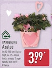 Azalee Angebote von Gardenline bei ALDI Nord Solingen für 3,99 €