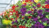 Jardineries du terroir Aurillac - Promo Suspension Anglaise Promo Suspension Anglaise à 16,99 € dans le catalogue Jardineries du terroir à Aurillac