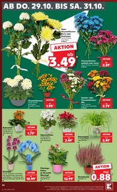 Blumen im Kaufland Prospekt in Brühl Aktueller Kaufland Prospekt mit Blumen, "Hier bin ich richtig", Seite 60