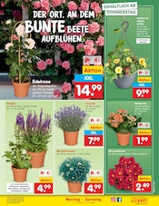 Blumen im Netto Marken-Discount Prospekt in Zwickau Aktueller Netto Marken-Discount Prospekt mit Blumen, "Aktuelle Angebote", Seite 7