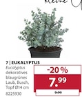 Eukalyptus für 7,99 € bei Dehner Garten-Center im Angebot Eukalyptus im aktuellen Dehner Garten-Center Prospekt
