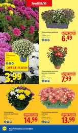 Prix et réduction Jardinière dans le prospectus Lidl en cours Offre Jardinière dans le catalogue Lidl du moment à la page 33