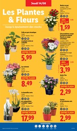 Chrysanthèmes Angebote im Prospekt "XXL GRAND FORMAT MINI PRIX" von Lidl auf Seite 27