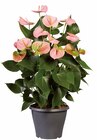 Anthurium en promo chez Lidl Caen à 8,59 €