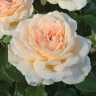 Rosier Sweet Love . Le pot de 3 litres - BOTANIC® - Botanic Rosier Sweet Love . Le pot de 3 litres - BOTANIC® à 14,99 € dans le catalogue Botanic