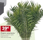 Promo Phœnix canariensis à 39,00 € dans le catalogue LaMaison.fr à Le Teilleul