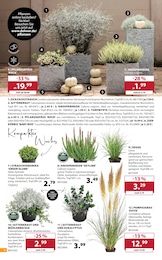 Dehner Garten-Center Pflanzen im Prospekt Dehner Garten-Center Pflanzen im Prospekt