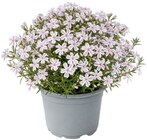 Teppichphlox bei Penny im Zellingen Prospekt für 1,89 €