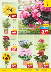 Balkonpflanzen im Netto Marken-Discount Prospekt in Görlitz Aktueller Netto Marken-Discount Prospekt mit Balkonpflanzen, "Aktuelle Angebote", Seite 17