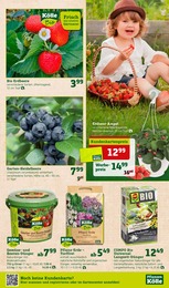Pflanzen Kölle Erdbeeren im Prospekt 