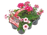 Beetpflanzen "Sunny Summer" im Netto mit dem Scottie Prospekt Beetpflanzen "Sunny Summer" im aktuellen Netto mit dem Scottie Prospekt für 8,49 €