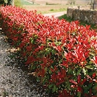 Photinia Red Robin à Ma Jardinerie dans Dorans Photinia Red Robin à Ma Jardinerie dans Dorans