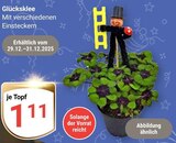 Glücksklee bei GLOBUS im Prospekt "" für 1,11 €