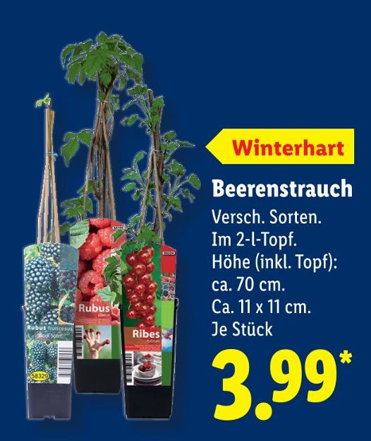 Beerenstrauch