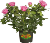 Aktuelles Freiland-Rosen Angebot bei Globus-Baumarkt in Magdeburg ab 9,99 €