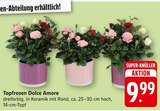 Topfrosen Dolce Amore bei EDEKA im Körperich Prospekt für 9,99 €