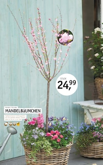 Pflanzen im aktuellen ROSENGUT Langerwisch Prospekt (Potsdam) Pflanzen im ROSENGUT Langerwisch Prospekt "FRÜHLINGSBLÜHER!" mit 12 Seiten (Potsdam)