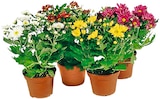 Chrysanthemen Mini Swifty im aktuellen REWE Prospekt