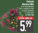 Celosia Abracci Mix Angebote bei EDEKA München für 5,99 €