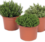 Wreesmann Zeitz - Hebe Angebot im Prospekt Hebe bei Wreesmann im Zeitz Prospekt für 1,49 €