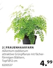 FRAUENHAARFARN bei Dehner Garten-Center im Nohra Prospekt für 4,99 €