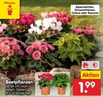 Beetpflanzen im Angebot bei Netto Marken-Discount in Jena Beetpflanzen Angebote bei Netto Marken-Discount Jena für 1,99 €