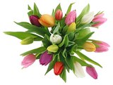 Tulpen Harlekin bei Penny-Markt im Krailling Prospekt für 4,99 €