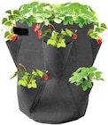 Thomas Philipps Falkenberg - Erdbeer-Pflanzsack Angebot im Prospekt Erdbeer-Pflanzsack bei Thomas Philipps im Falkenberg Prospekt für 4,98 €