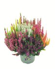 Heidekraut (Calluna) Angebot in Sexau Heidekraut (Calluna) im aktuellen Prospekt bei Lidl in Sexau