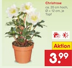 Christrose im Angebot bei Netto Marken-Discount in Eisenach Christrose Angebote bei Netto Marken-Discount Eisenach für 3,99 €