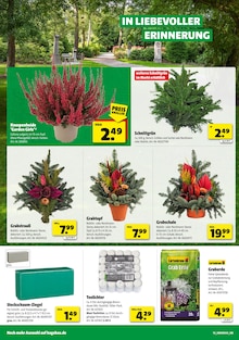 Weihnachtsdeko im aktuellen Hagebaumarkt Prospekt (Paderborn) Weihnachtsdeko im Hagebaumarkt Prospekt "SO günstig geht das!" mit 20 Seiten (Paderborn)