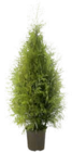 LEBENSBAUM "SMARAGD" (THUJA OCC.) Angebote bei OBI Wiesbaden für 299,99 €