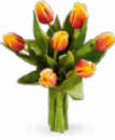 Herbsttulpen Angebote bei Netto Marken-Discount Gronau für 2,99 €