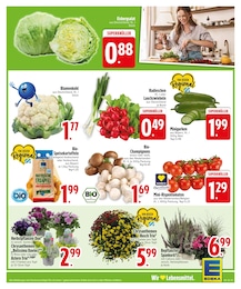 Aster im EDEKA Prospekt "Noch kein °Punktesammler? Hier direkt anmelden!" auf Seite 7