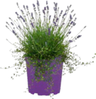 GrĂ€ser, Stauden oder Lavendel im ALDI SĂD Prospekt GrĂ€ser, Stauden oder Lavendel von GARDENLINE im aktuellen ALDI SĂD Prospekt fĂŒr 1,99 âŹ