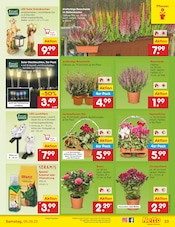 Ähnliche Weihnachtsbaum Angebote im Prospekt "Aktuelle Angebote" von Netto Marken-Discount in Wolfenbüttel Ähnliche Angebote wie Weihnachtsbaum im Prospekt "Aktuelle Angebote" auf Seite 33 von Netto Marken-Discount in Wolfenbüttel