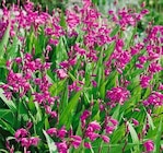 Freiland-Orchidee im Pflanzen Kölle Prospekt Freiland-Orchidee von im aktuellen Pflanzen Kölle Prospekt für 4,99 €