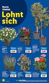 Pflanzen im Lidl Prospekt in Bonn Aktueller Lidl Prospekt mit Pflanzen, "LIDL LOHNT SICH", Seite 6