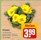 Primeln im Angebot bei REWE in Falkensee Primeln Angebote bei REWE Falkensee für 3,99 €