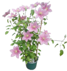 Waldrebe am Spalier im aktuellen OBI Prospekt