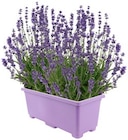 Lavendel in Balkonkasten oder Ballhortensie Angebote bei REWE Dreieich für 4,99 €