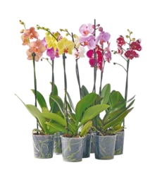 Schmetterlings-Orchidee* bei NETTO mit dem Scottie in Norderstedt Schmetterlings-Orchidee* im Angebot bei NETTO mit dem Scottie Norderstedt für 4,00 €