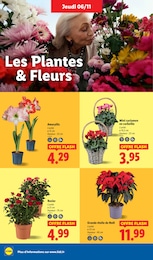 Prix et réduction Rosier dans le prospectus Lidl en cours Offre Rosier dans le catalogue Lidl du moment à la page 38