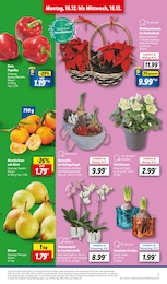 Blumen Angebot im aktuellen Lidl Prospekt auf Seite 7