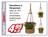Dekopflanze in Hängeampel im Angebot bei Möbel AS in Heidelberg Dekopflanze in Hängeampel Angebote bei Möbel AS Heidelberg für 4,95 €