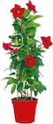 Aktuelle Blumentopf Angebote bei Hagebaumarkt in Bottrop Aktuelles Dipladenien-Pyramide Angebot bei Hagebaumarkt in Bottrop ab 14,99 €